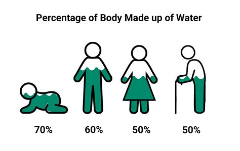 what percent is the human body water|The Water in You: Water and the Human Body Completed.